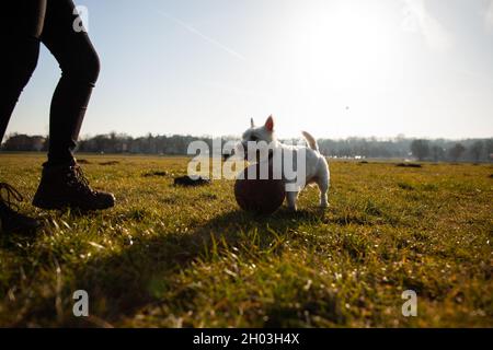 Ebenerdig Foto von glücklichen West Hochland weißen Terrier Hund keuchend und stehend mit Ball auf Gras spielen mit seinem Besitzer im Freien Stockfoto