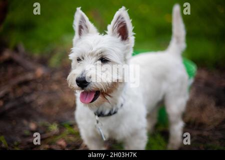 West Hochland weiß Terrier Hund keuchend nach dem Spielen im Freien | Porträt eines glücklichen Westie im Garten mit Gras und Eimer im Hintergrund Stockfoto