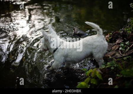 West Hochland weiß Terrier Hund zu Fuß ins Wasser mit Hinterbeinen am Flussufer und Vorderpfoten im Wasser Nahaufnahme Foto von oben Stockfoto