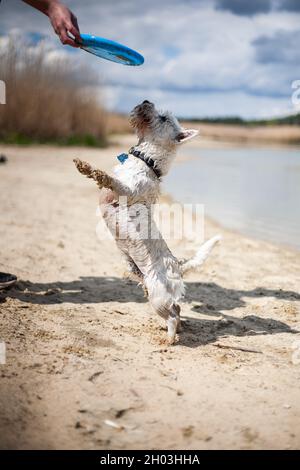 West Highland White Terrier Dog spielt mit fliegender Scheibe und holt sich an einem Strand, der auf Hinterbeinen steht, um am sonnigen Tag eine fliegende Scheibe in die Hand des Besitzers zu bekommen Stockfoto