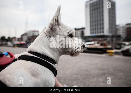 West Hochland weiß Terrier Hund Blick auf die Schiffe Segeln auf einem Fluss, mit Wasser, Schiffe und Gebäude im Hintergrund Seitenansicht aus der Nähe Stockfoto