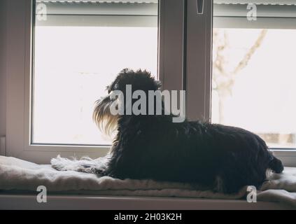 Netter Hund, Miniatur-Schnauzer, der neben dem Fenster liegt und nach draußen schaut Stockfoto