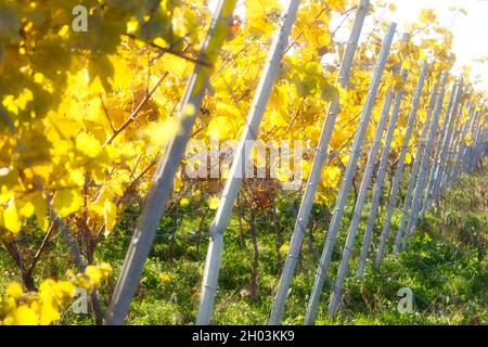 An einem sonnigen Herbsttag in Deutschland stützen die Stangen Weinreben in einem Weinberg. Stockfoto