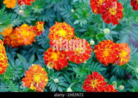 Wunderschöne Ringelblumen auf Blumenbeet. Draufsicht - Bild Stockfoto