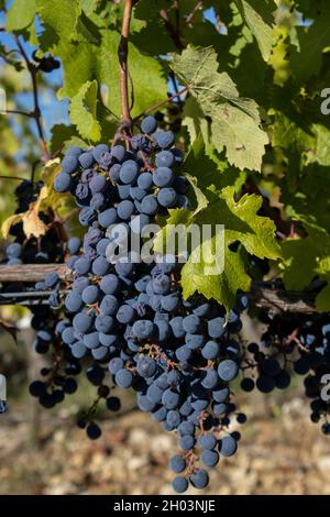 Trauben, die auf einer Weinrebe in der Toskana wachsen. Reif, lila und bereit zum Pflücken Stockfoto