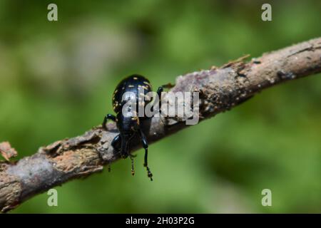 Großer Kiefernkiefer auf grünem Hintergrund - Hylobius abietis (Linnaeus, 1758) Stockfoto