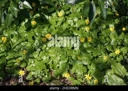 Kleine Celandine (Ficaria verna) gelbe, butterschalenartige Pflanzen blühen im frühen Frühjahr, in der Grafschaft, im März Stockfoto