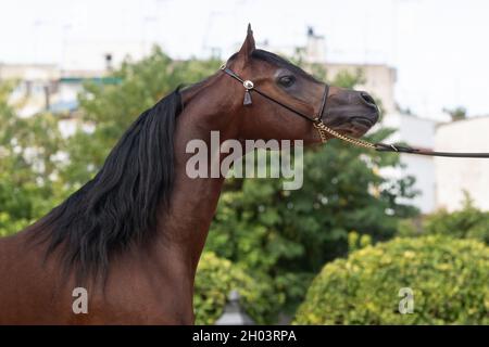 Schönes Gesicht Porträt eines Bay arabian Horse Hengst Champion Stockfoto