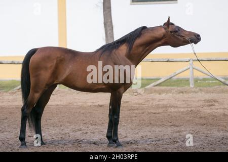 Ganzkörperportrait eines schönen Bay arabian Hengstes, der posiert Stockfoto