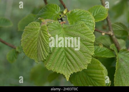Voll entwickelte junge Blätter auf Hasel (Corylus avellana), einem Laub- oder Strauch im späten Frühjahr, in der Grafschaft von Laubshire, Mai Stockfoto