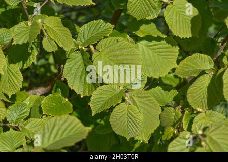 Voll entwickelte junge Blätter auf Hasel (Corylus avellana), einem Laub- oder Strauch im späten Frühjahr, in der Grafschaft von Laubshire, Mai Stockfoto