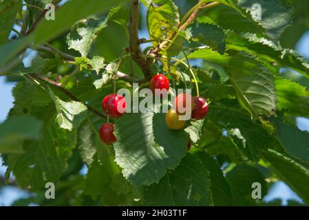 Reife rote Frucht von Wildkirsche (Prunus avium) mit reifen Blättern eines großen Baumes, Nahrung für Drosseln, Amseln und andere Vögel in der Saison, Bukshir Stockfoto