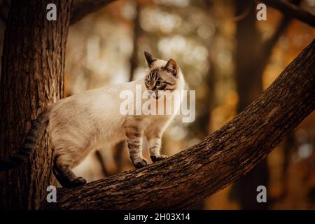 Die süße tabby Thai Katze kletterte an einem Herbsttag auf einen Baumstamm und sieht empört aus. Ein Haustier und die Natur. Stockfoto