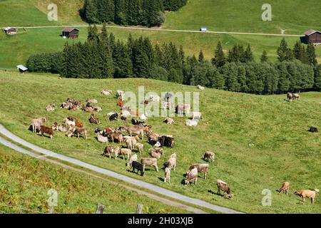 Blick von oben auf Eine Rinderherde auf der Alm, im Hintergrund Tannebäume und Hütten. Surselva Graubünden Schweiz Stockfoto