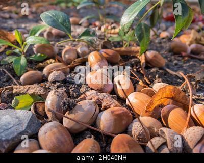 Reife braune Eicheln liegen auf dem Boden unter den gelben Herbstblättern, Nahaufnahme, selektiver Fokus Stockfoto