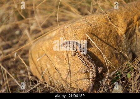 Brauner Eidechsenstein. Ein kleines Reptilientier. Ausgezeichnete Verkleidung, wildes Leben der Natur. Eine neugierige Eidechse sonnt sich in den beigen neutralen Tönen Stockfoto