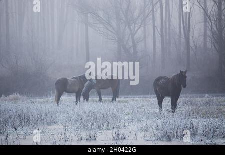 Gruppe von Wildpferden, die am kalten Wintertag auf der Wiese vor dem Wald mit Tau stehen Stockfoto
