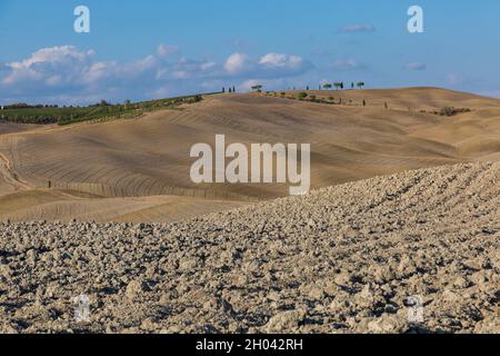 Im Herbst, September, ist die Erde in der Landschaft von San Quirico d'Orcia, in der Nähe von Pienza, Toskana, Italien, ausgetrockelt Stockfoto