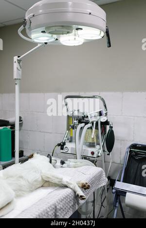 Anästhetisiertes Tier, das auf einem Operationstisch liegt und bereit für einen Eingriff in einer Tierklinik ist. Stockfoto