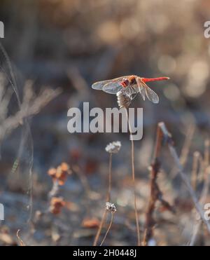 Ein männlicher Rotaderdarter, Sympetrum fonscolombii, der sich an einem Pflanzenstamm hält; La Janda, Andalusien, Spanien. Stockfoto