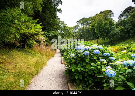 Ein Fußweg im Hydrangea Valley in den subtropischen Trebah Gardens in Cornwall. Stockfoto