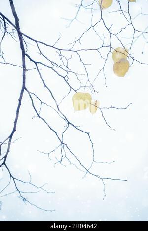 Erster Schnee, Schneeflocken fallen, sanft verschwommener romantischer hellblauer Hintergrund, Nahaufnahme Stockfoto