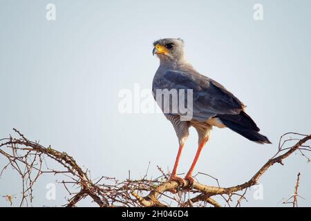 Östlicher (blasser) chantender Goshawk - Melierax poliopterus oder somalischer chantender Goshawk, Greifvögel Ostafrikas, graues Gefieder und lange rote Beine mit Th Stockfoto
