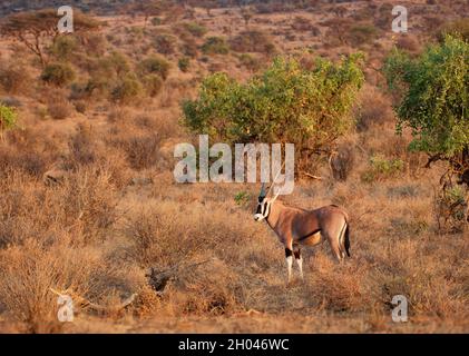 Ostafrikanischer Oryx - Oryx beisa auch Beisa, Antilope aus Ostafrika, in Steppe gefunden und halbiert durch das Horn von Afrika, zweifarbig, Horn Stockfoto