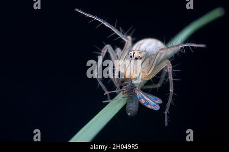 Makro einer Luchsspinne auf Beute Stockfoto