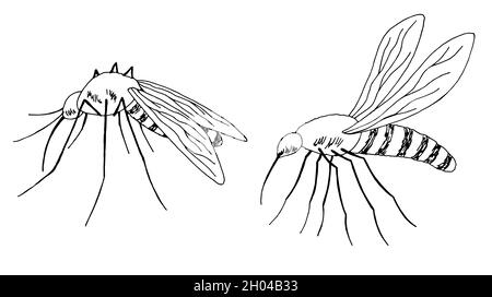 Mückenset Grafik schwarz weiß isoliert Skizze Illustration Vektor Stock Vektor