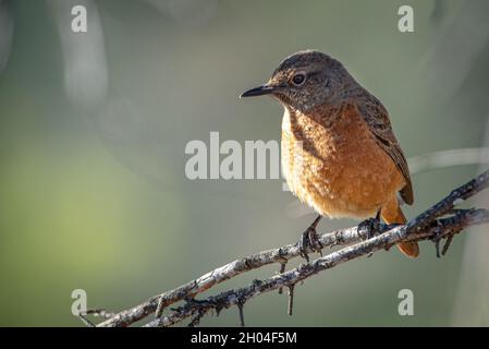 Cape Rock-Thrush (Monticola rupestris) weiblich, Grahamstown/Makhanda, Eastern Cape, Südafrika, 20. Juni 2018. Stockfoto