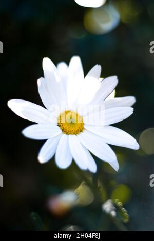 Vertikale Aufnahme der wilden schönen weißen margarita. Stockfoto