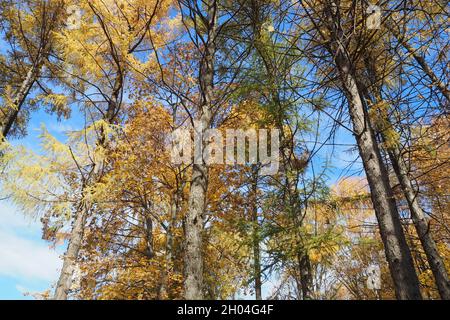 Gelbe Bäume im Herbst vor blauem Himmel. Herbstwald. Stockfoto