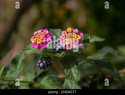 Reife Früchte, Blätter und Blüten in mehreren Farben der invasiven Art Lantana camara Stockfoto