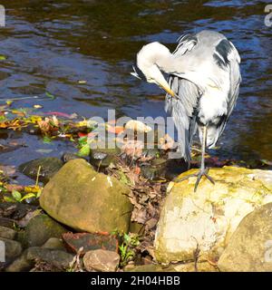 Graureiher, River Calder, Hebden Bridge, Calderdale, West Yorkshire Stockfoto