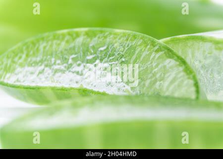 Grünes frisches Aloe Vera Blatt und Gel mit in Scheiben geschnittenen isolierten auf weißem Hintergrund. Natürliche medizinische Pflanze, Hautpflegekonzept. Nahaufnahme. Stockfoto