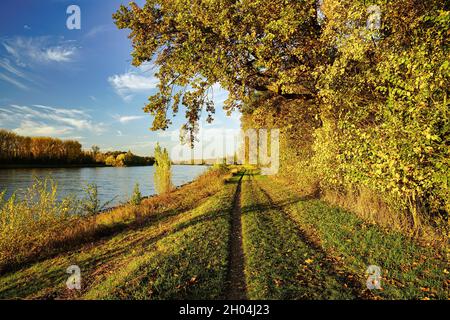 Ein schöner Herbsttag am Rhein. Ein Pfad, der entlang des Flusses führt. Deutschland, Baden-Württemberg. Stockfoto