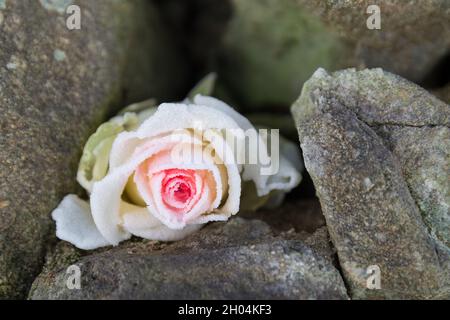 Zarte gefrorene Rosenblüte zwischen harten Steinen im Winter schöne Blüte aus nächster Nähe Stockfoto