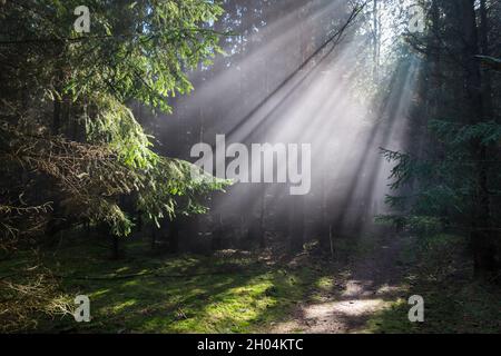 Helle Sonnenstrahlen im magischen Wald und grüne Nadelbäume Stockfoto