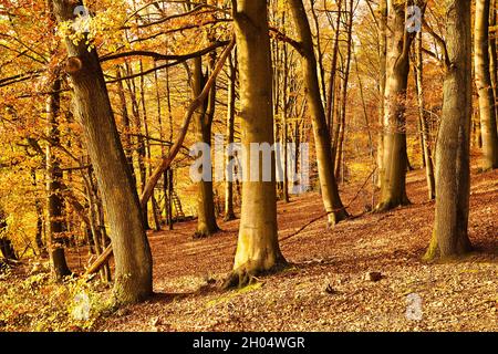 Schöner Herbstwald mit Buchen und der Sonne, die einscheint. Der Boden ist mit trockenen Blättern bedeckt. Deutschland, Baden-Württemberg. Stockfoto