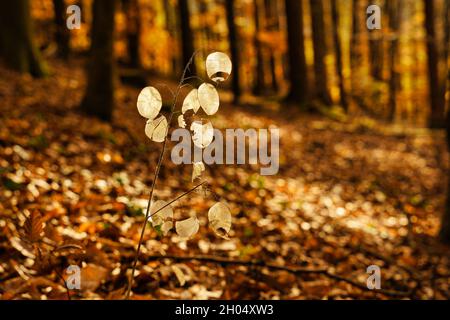 Detail eines wunderschönen Herbstwaldes mit der Sonne, die einscheint. Der Boden ist mit trockenen Blättern bedeckt. Deutschland, Baden-Württemberg. Stockfoto