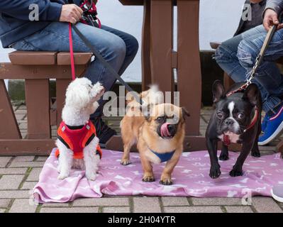 Drei niedliche Hunde stehen auf der Decke auf dem Bürgersteig neben dem Holztisch im Straßenrestaurant Stockfoto