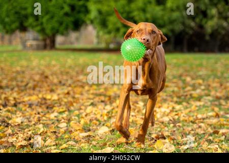 Netter, aber lustiger ungarischer vizsla Hund, der an einem sonnigen Herbsttag in einem Garten fetch spielt. Vizsla mit großer grüner Kugel im Mund, die zur Kamera läuft. Stockfoto