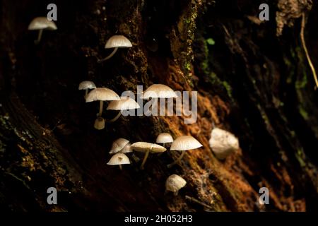 Kleine zarte Wildpilze, die unter einem Baumstamm im Wald wachsen. Stockfoto