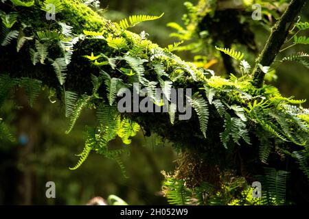 Farne und Moos wachsen auf alten Bäumen im Wald. Aufgenommen am Drakensberg, Südafrika. Stockfoto