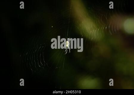 Eine kleine weiße Spinne in der Mitte ihres Netzes im Morgenlicht. Stockfoto