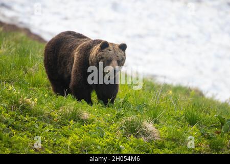 Braunbär, der im Frühjahr auf einem Hügel mit Schnee im Hintergrund läuft Stockfoto