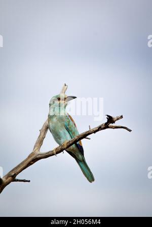 Ein europäischer Roller-Vogel, der in einem Baum vor einem blauen Himmel thront. Stockfoto