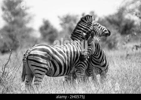 Zwei Zebras umarmen sich liebevoll auf der afrikanischen Savanne. Aufgenommen im Krüger National Park, Südafrika. Stockfoto