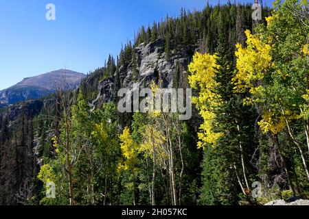 Herbstfarben in den Rocky Mountains, wobei die Espen gelb werden Stockfoto